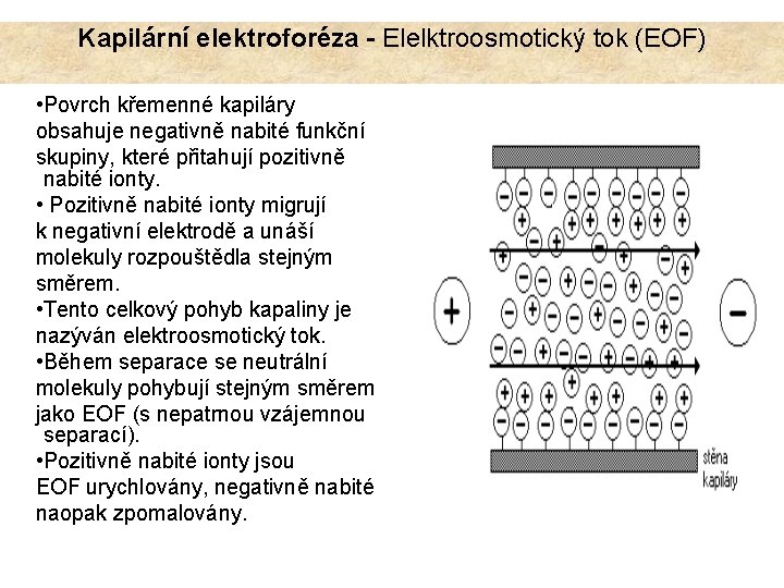 Kapilární elektroforéza - Elelktroosmotický tok (EOF) • Povrch křemenné kapiláry obsahuje negativně nabité funkční