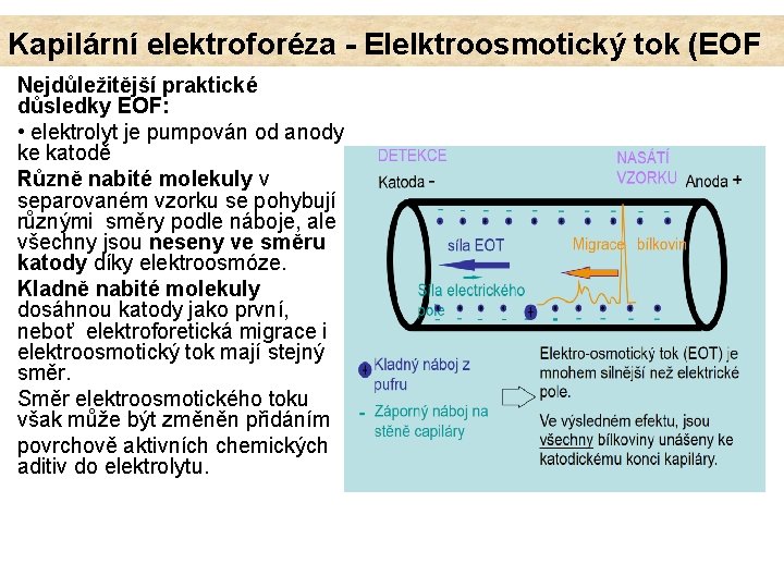 Kapilární elektroforéza - Elelktroosmotický tok (EOF Nejdůležitější praktické důsledky EOF: • elektrolyt je pumpován