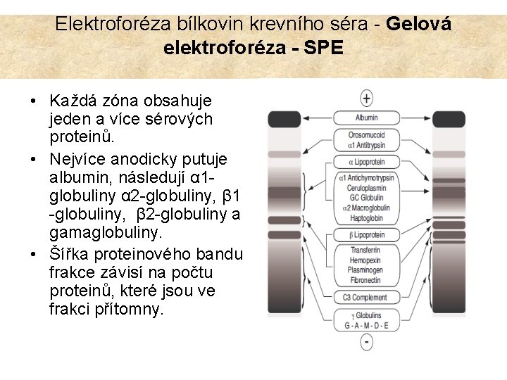 Elektroforéza bílkovin krevního séra - Gelová elektroforéza - SPE • Každá zóna obsahuje jeden