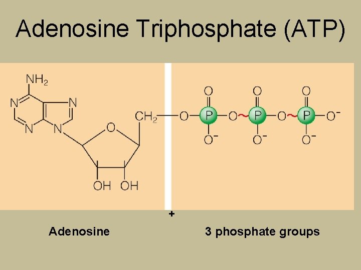 Adenosine Triphosphate (ATP) + Adenosine 3 phosphate groups 