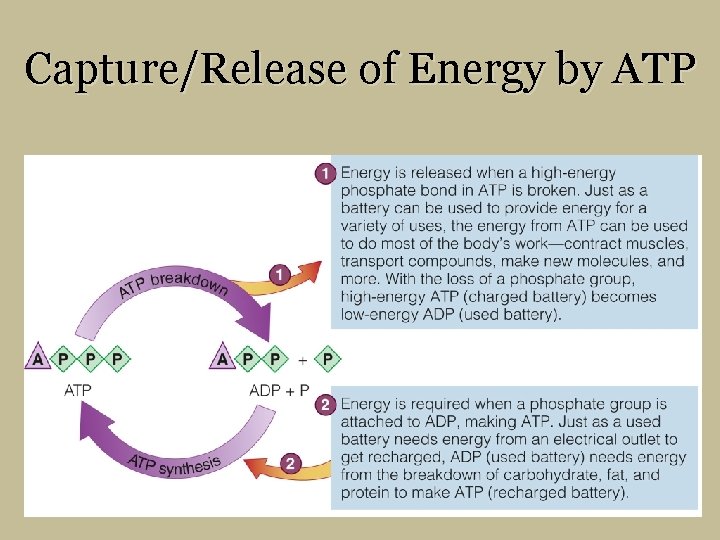 Capture/Release of Energy by ATP 
