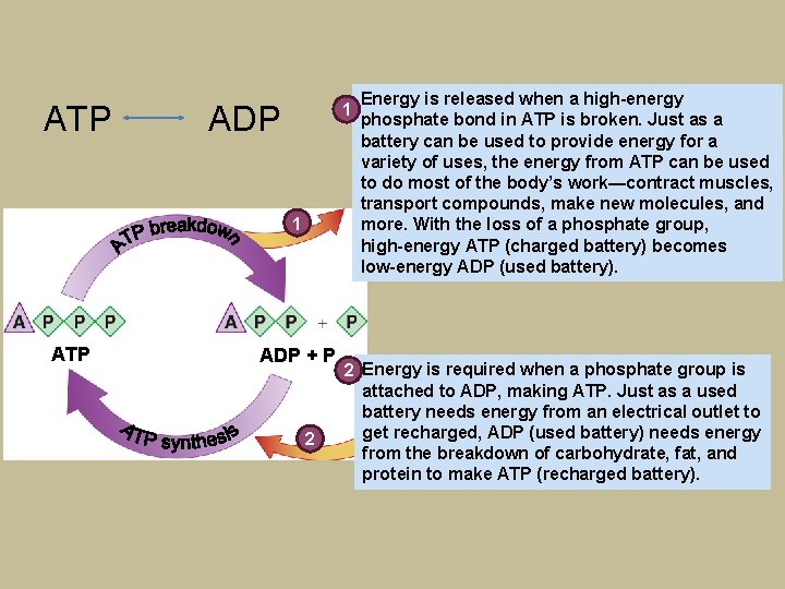 ATP 1 ADP 1 ATP ADP + P 2 Energy is released when a