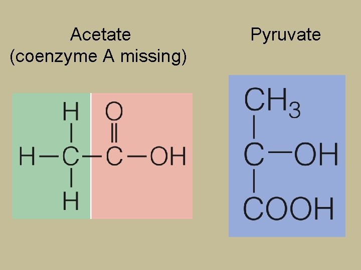 Acetate (coenzyme A missing) Pyruvate 