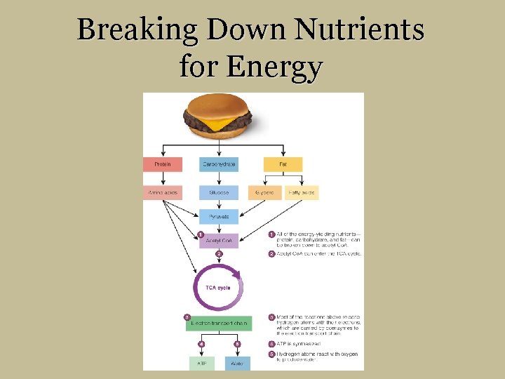 Breaking Down Nutrients for Energy 