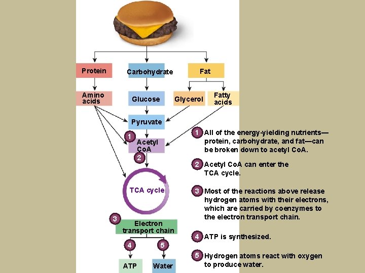 Protein Carbohydrate Amino acids Glucose Fat Glycerol Fatty acids Pyruvate 1 1 All of