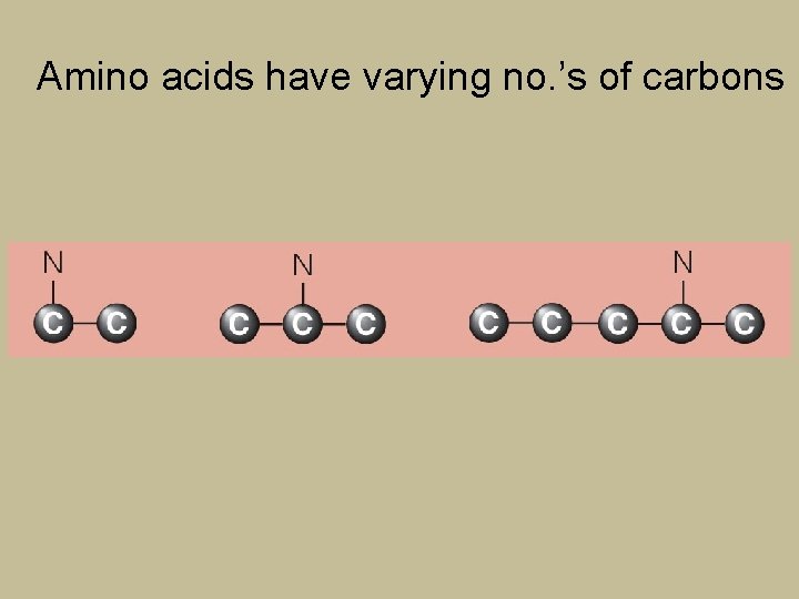 Amino acids have varying no. ’s of carbons 