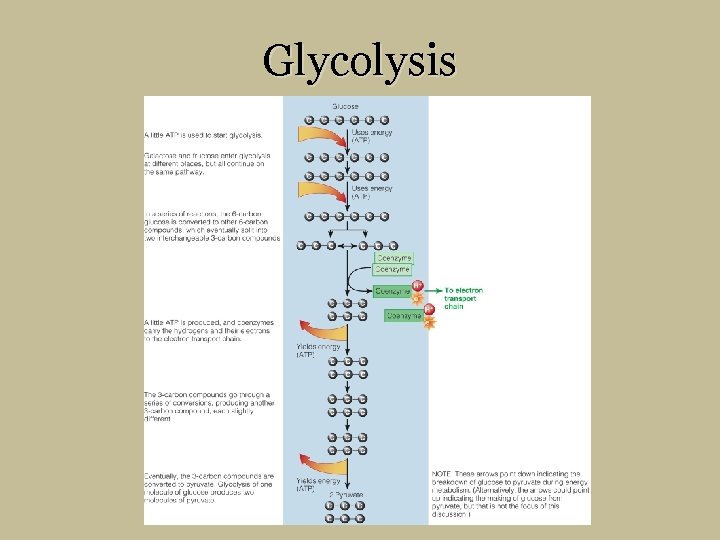 Glycolysis 