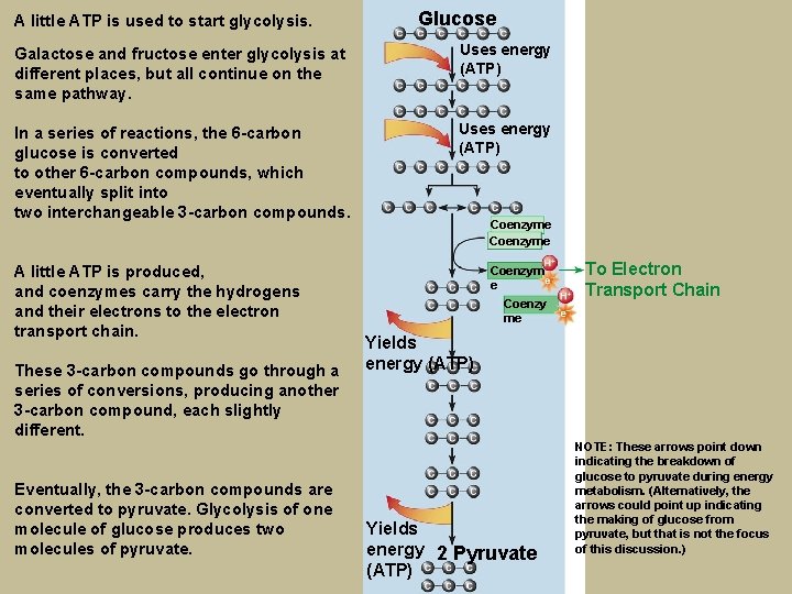 A little ATP is used to start glycolysis. Glucose Galactose and fructose enter glycolysis