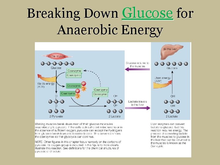 Breaking Down Glucose for Anaerobic Energy 
