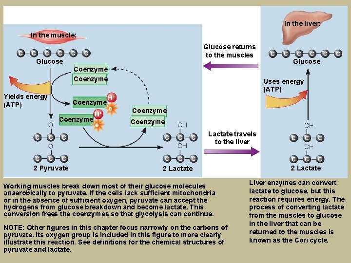 In the liver: In the muscle: Glucose Yields energy (ATP) Glucose returns to the