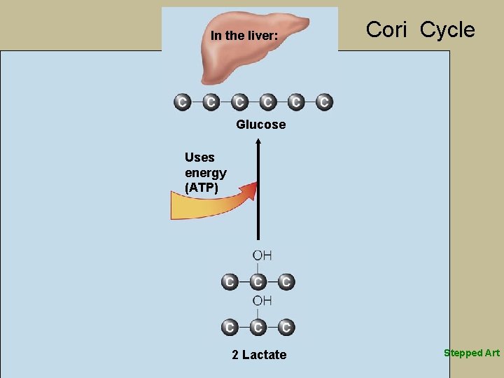 In the liver: Cori Cycle Glucose Uses energy (ATP) 2 Lactate Stepped Art 