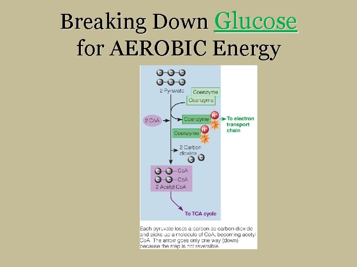 Breaking Down Glucose for AEROBIC Energy 