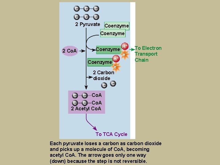 2 Pyruvate Coenzyme 2 Co. A Coenzyme To Electron Transport Chain 2 Carbon dioxide
