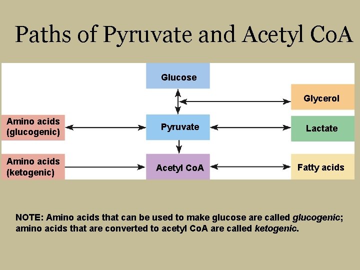Paths of Pyruvate and Acetyl Co. A Glucose Glycerol Amino acids (glucogenic) Pyruvate Lactate