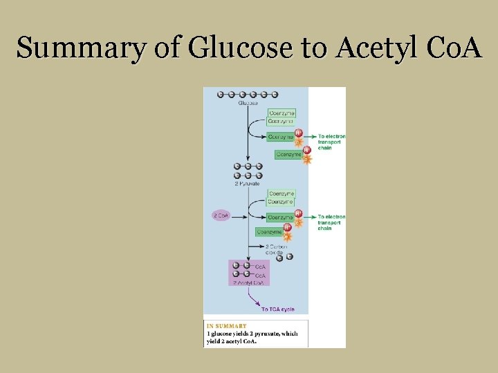 Summary of Glucose to Acetyl Co. A 