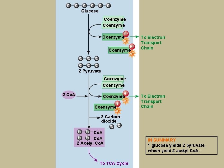 Glucose Coenzyme To Electron Transport Chain 2 Pyruvate Coenzyme 2 Co. A Coenzyme To