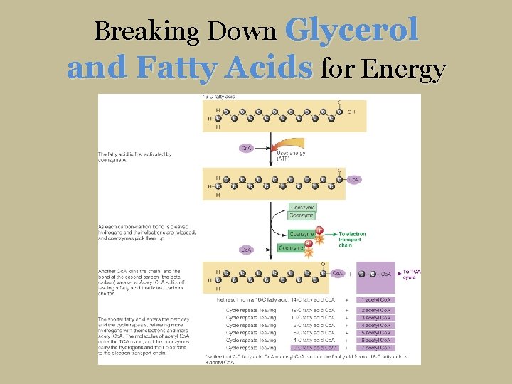 Breaking Down Glycerol and Fatty Acids for Energy 