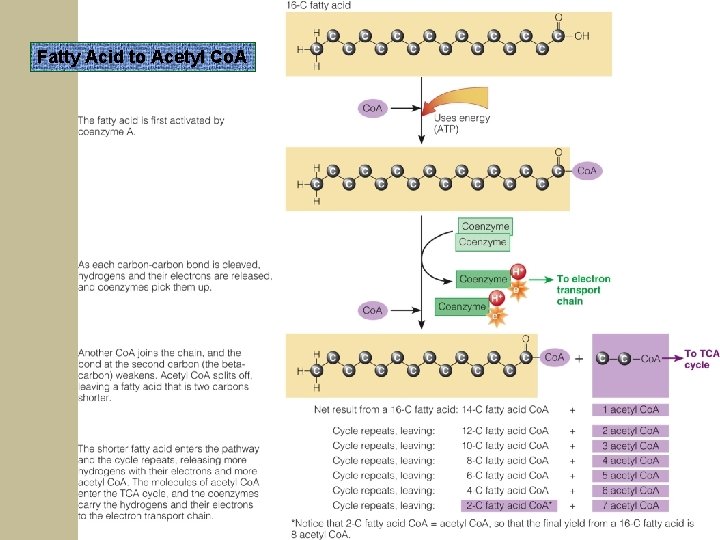 Fatty Acid to Acetyl Co. A 