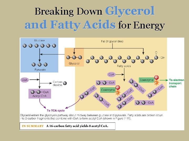 Breaking Down Glycerol and Fatty Acids for Energy 