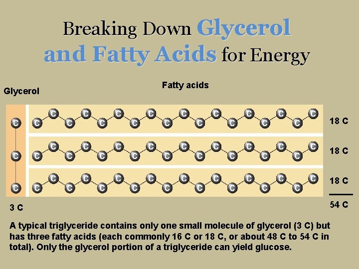 Breaking Down Glycerol and Fatty Acids for Energy Glycerol Fatty acids 18 C 3