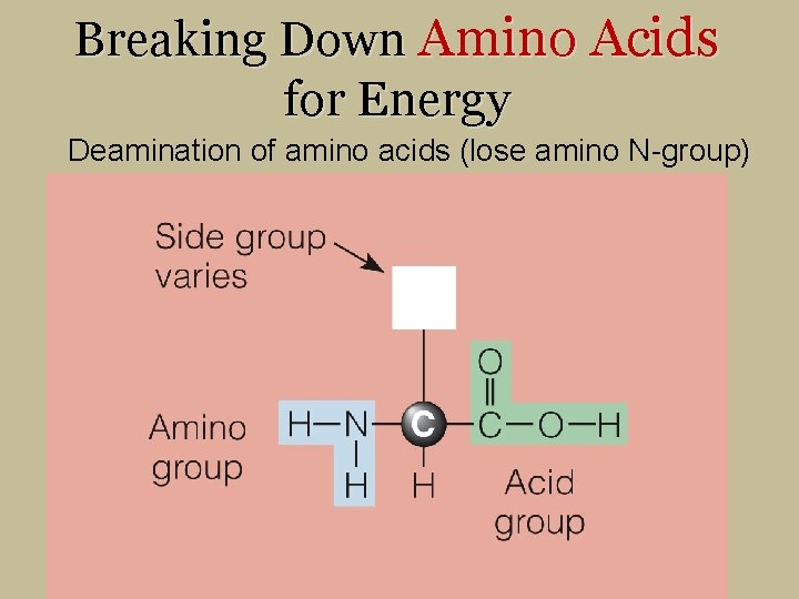 Breaking Down Amino Acids for Energy Deamination of amino acids (lose amino N-group) 