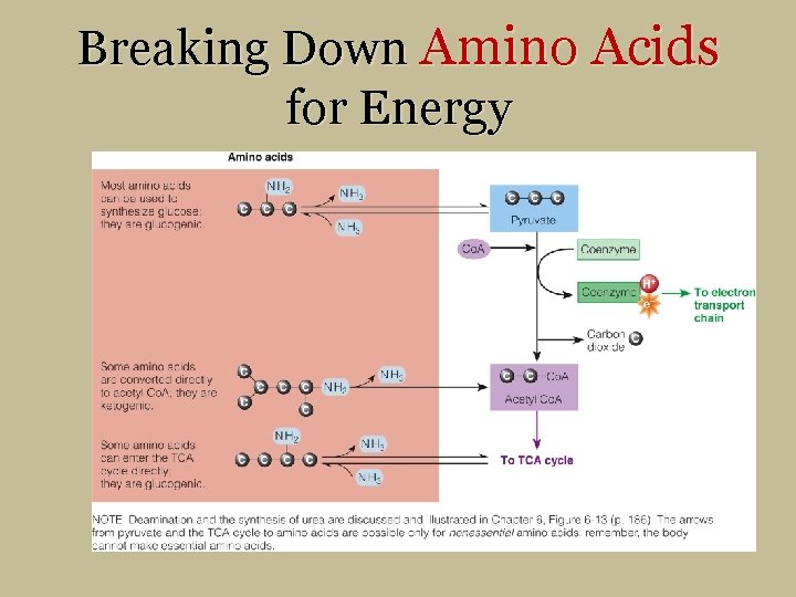 Breaking Down Amino Acids for Energy 