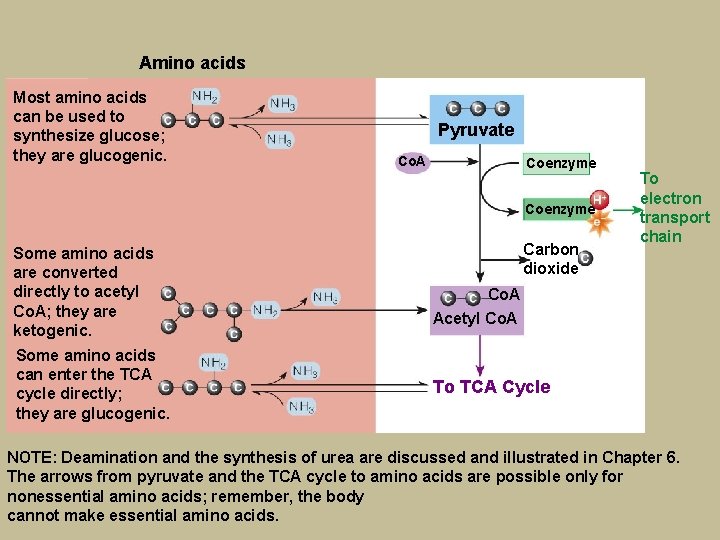Amino acids Most amino acids can be used to synthesize glucose; they are glucogenic.