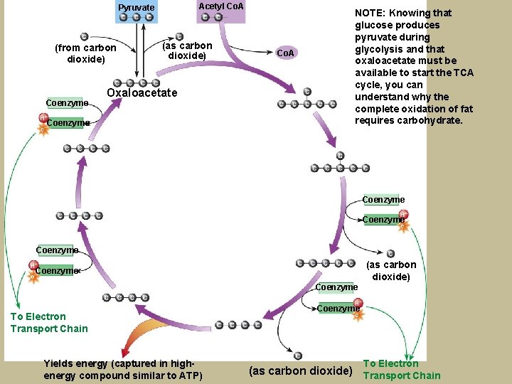 Acetyl Co. A Pyruvate (from carbon dioxide) Coenzyme (as carbon dioxide) Oxaloacetate Coenzyme Co.