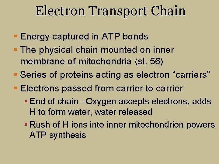 Electron Transport Chain § Energy captured in ATP bonds § The physical chain mounted