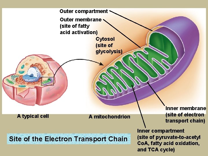 Outer compartment Outer membrane (site of fatty acid activation) Cytosol (site of glycolysis) A