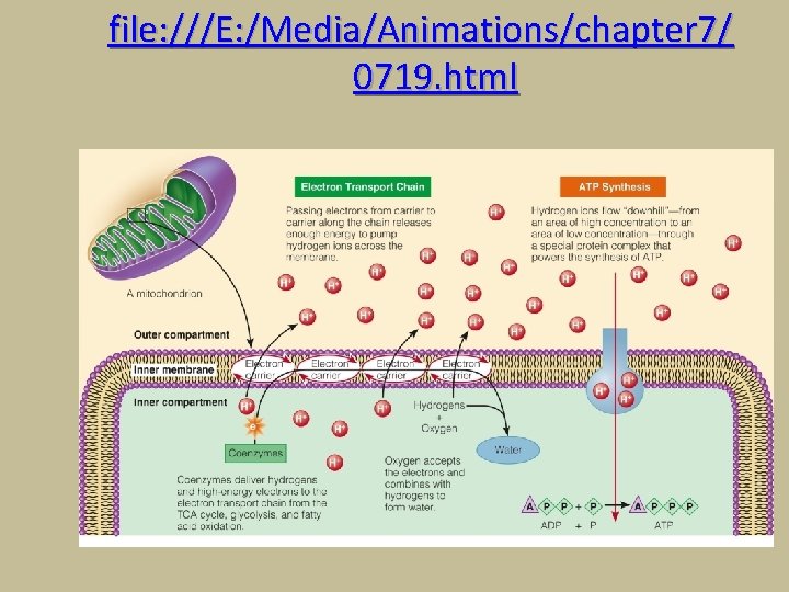file: ///E: /Media/Animations/chapter 7/ 0719. html 