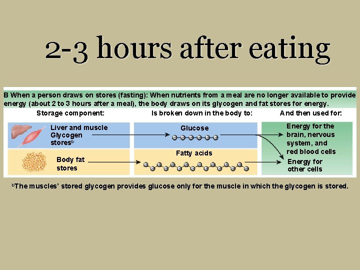2 -3 hours after eating B When a person draws on stores (fasting): When