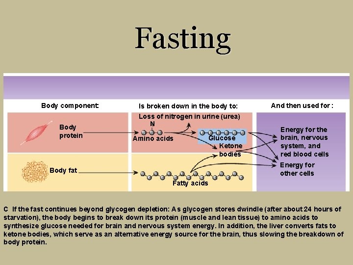Fasting Body component: Body protein Is broken down in the body to: Loss of