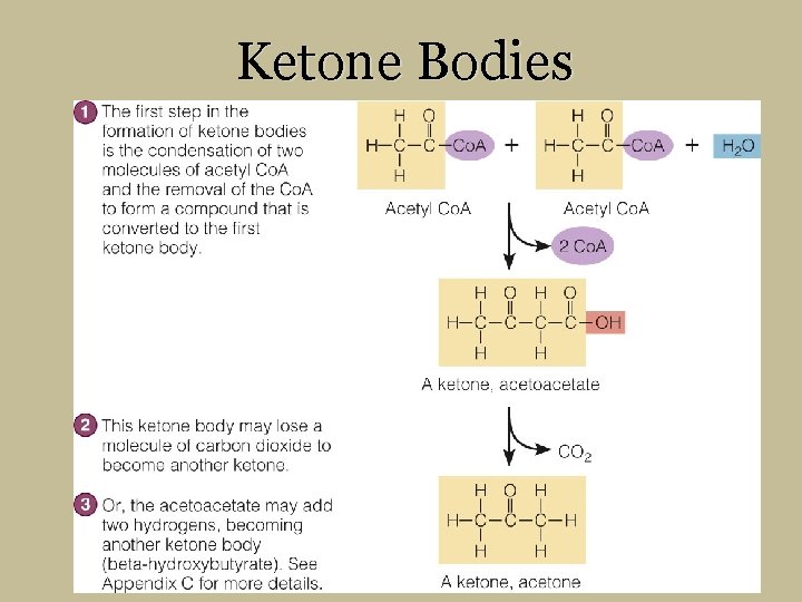 Ketone Bodies 