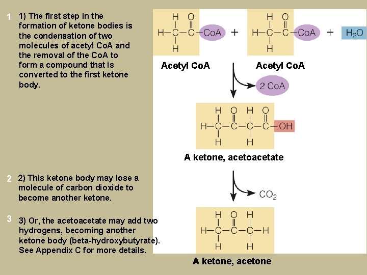 1 1) The first step in the formation of ketone bodies is the condensation