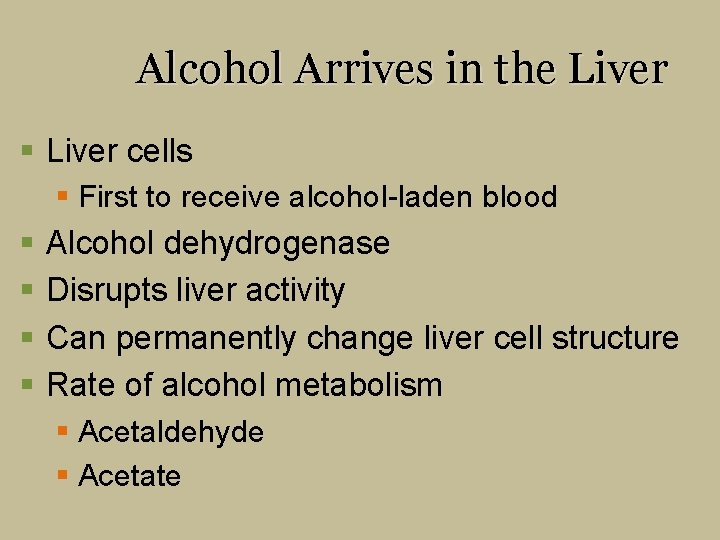 Alcohol Arrives in the Liver § Liver cells § First to receive alcohol-laden blood