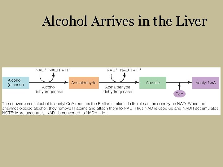 Alcohol Arrives in the Liver 
