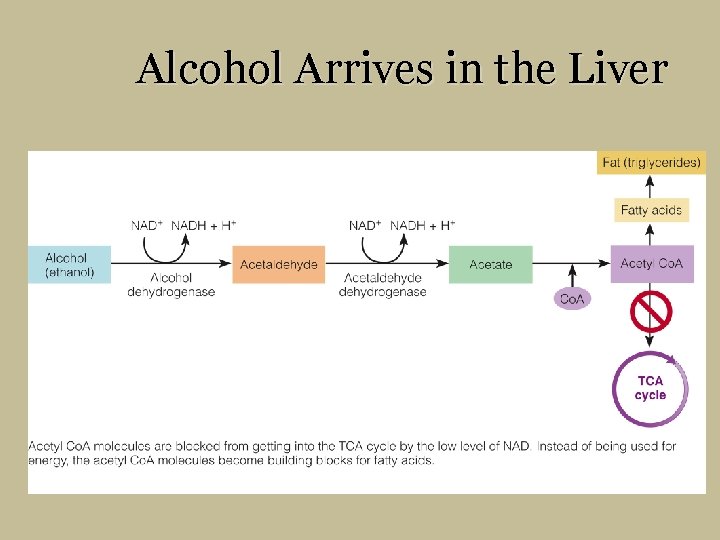 Alcohol Arrives in the Liver 