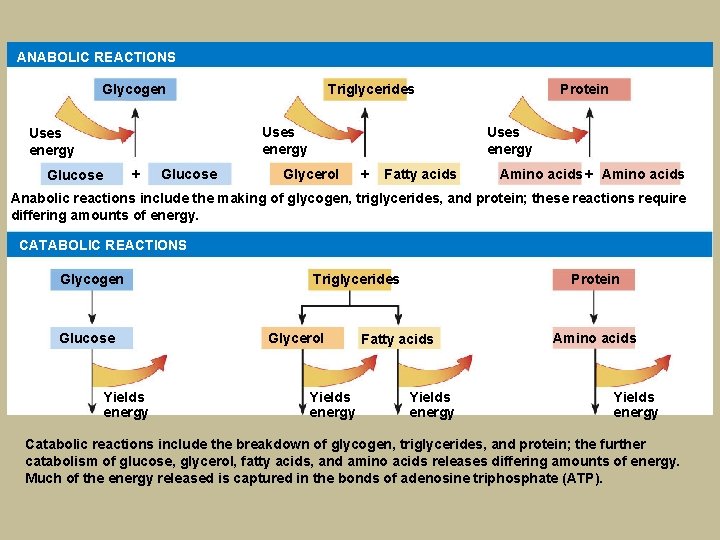 ANABOLIC REACTIONS Glycogen Triglycerides Uses energy + Glucose Protein Uses energy Glycerol + Fatty