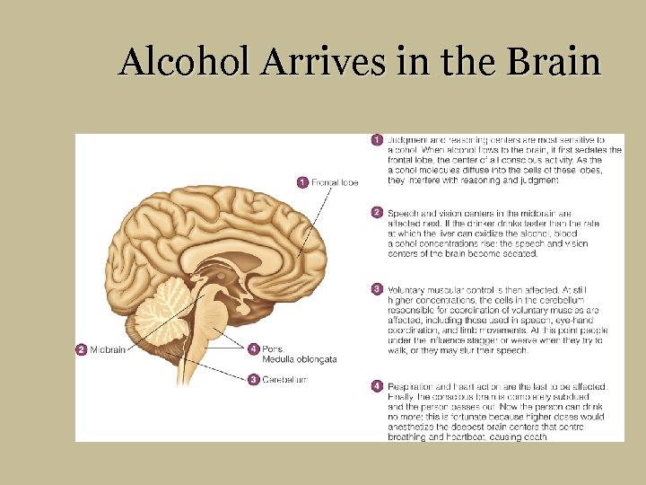 Alcohol Arrives in the Brain 