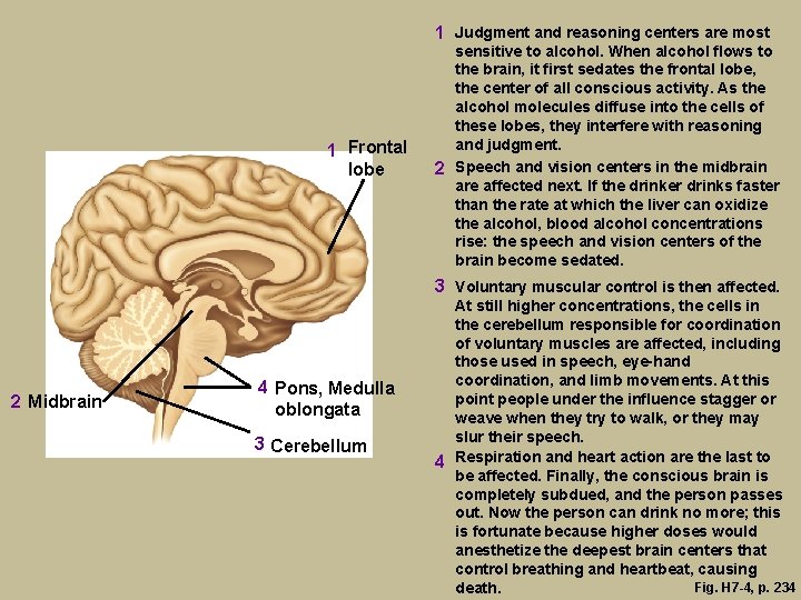 1 Judgment and reasoning centers are most 1 Frontal lobe sensitive to alcohol. When