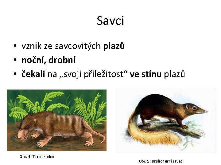 Savci • vznik ze savcovitých plazů • noční, drobní • čekali na „svoji příležitost“