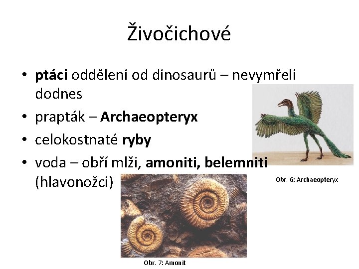 Živočichové • ptáci odděleni od dinosaurů – nevymřeli dodnes • prapták – Archaeopteryx •