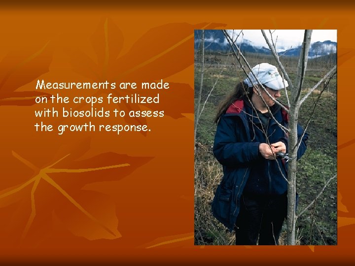 Measurements are made on the crops fertilized with biosolids to assess the growth response.
