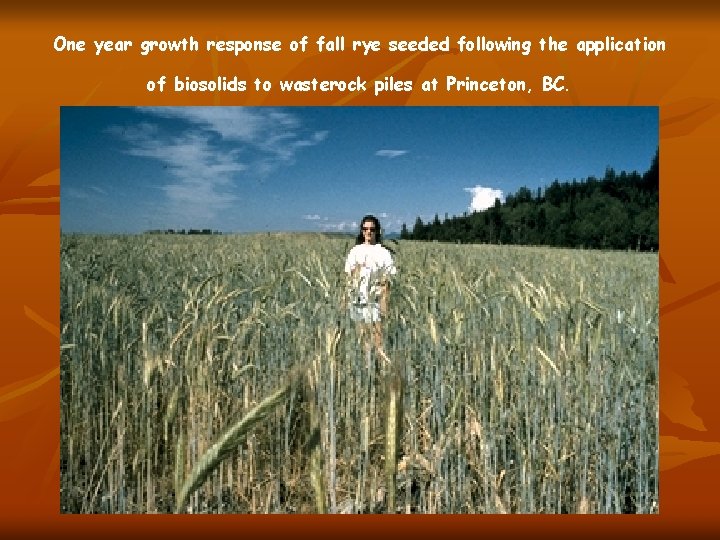 One year growth response of fall rye seeded following the application of biosolids to
