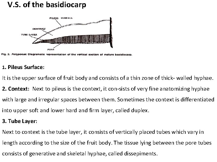 V. S. of the basidiocarp 1. Pileus Surface: It is the upper surface of