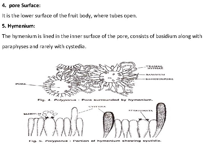 4. pore Surface: It is the lower surface of the fruit body, where tubes