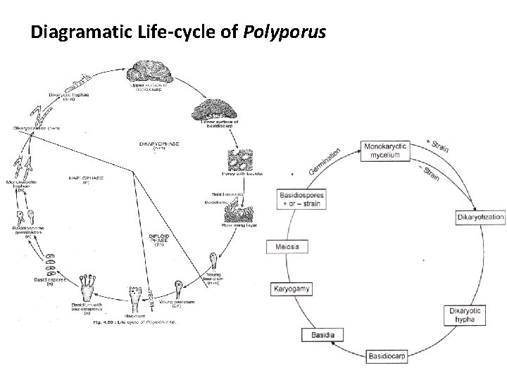 Diagramatic Life-cycle of Polyporus 