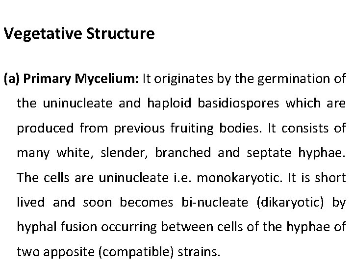 Vegetative Structure (a) Primary Mycelium: It originates by the germination of the uninucleate and