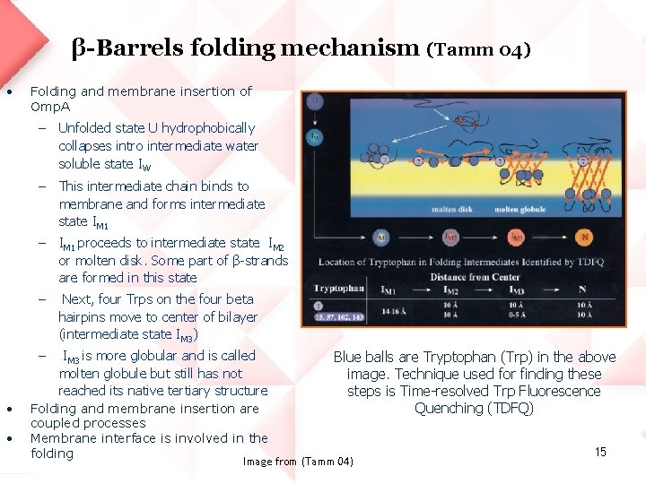 β-Barrels folding mechanism (Tamm 04) • Folding and membrane insertion of Omp. A –